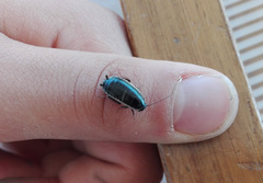 Loboptera decipiens