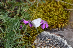 Dianthus repens