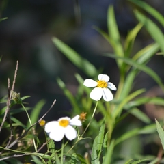 Bidens odorata