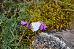 Dianthus repens