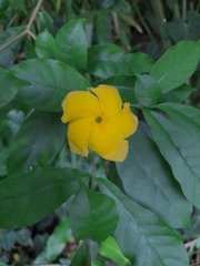 Tabernaemontana grandiflora
