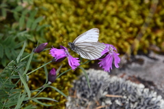 Dianthus repens