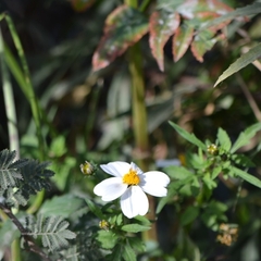 Bidens odorata