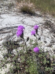 Liatris ohlingerae