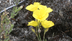 Cistus lasianthus