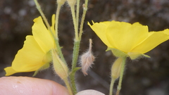 Cistus lasianthus