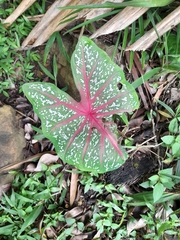 Caladium bicolor