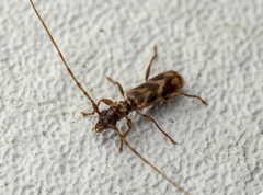 Stenhomalus taiwanus