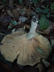 Lactarius semisanguifluus