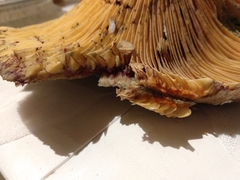 Lactarius semisanguifluus