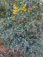 Ligustrum ovalifolium