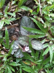 Strobilanthes reptans image