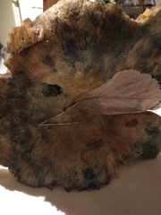 Lactarius semisanguifluus