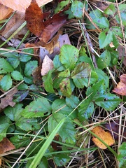 Rubus hispidus