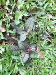 Strobilanthes reptans