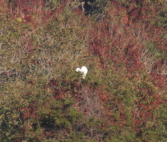 Ardea alba