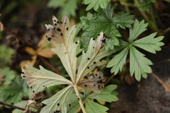 Phragmidium potentillae