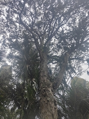 Dacrydium cupressinum
