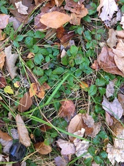Rubus hispidus