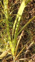Carex granularis
