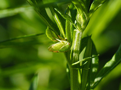 Stictocephala bisonia