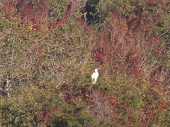 Ardea alba