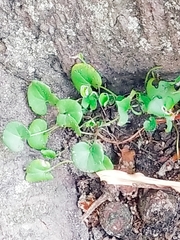 Dichondra donelliana