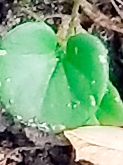 Dichondra donelliana