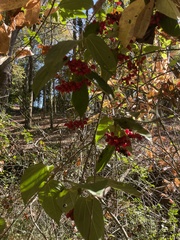Viburnum setigerum
