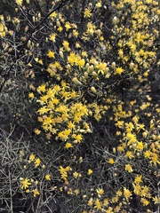 Gutierrezia californica