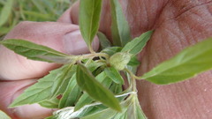 Neolasioptera lycopi