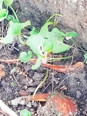 Dichondra donelliana