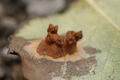 Gymnosporangium sabinae