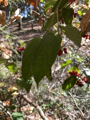 Viburnum setigerum
