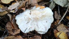 Tricholoma columbetta