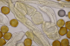 Gymnosporangium sabinae
