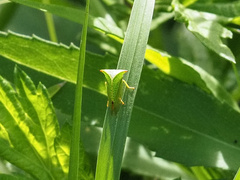 Stictocephala bisonia