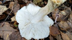 Tricholoma columbetta