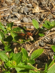 Polistes rubiginosus