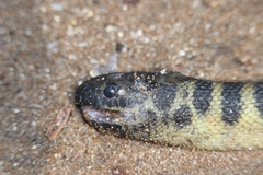 Hydrophis curtus