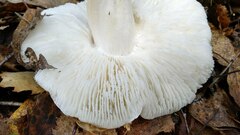 Tricholoma columbetta