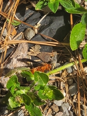 Polistes rubiginosus