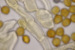 Gymnosporangium sabinae