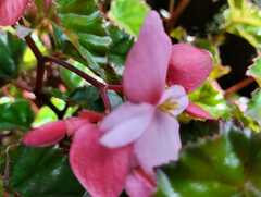 Begonia semperflorens-cultorum
