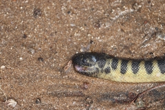Hydrophis curtus