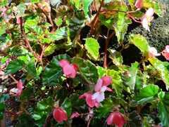 Begonia semperflorens-cultorum