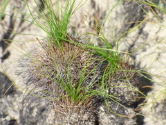 Bulbostylis paradoxa