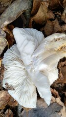 Tricholoma columbetta