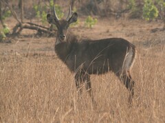 Kobus ellipsiprymnus defassa