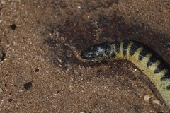 Hydrophis curtus
